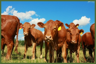Liquid Cattle Feed Supplements